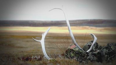 Unglaubliche Entdeckungen mit Danny Trejo: Staffel 1 Folge 5 Mythische Monster