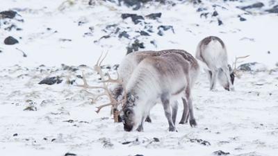 Verborgen im Eis: Geheimnisse aus der Vergangenheit: Staffel 2 Folge 6 Geisterstadt in Grönland