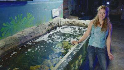 Verrückte Festnahmen: Staffel 1 Folge 3 Drunk Horse & Buggy