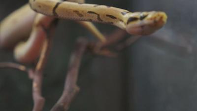 Verrückte Festnahmen: Staffel 1 Folge 4 Snake In the Pants