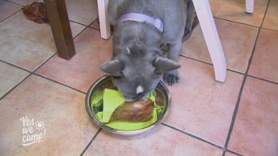 Yes we camp!: Schleckerkarte für Vierbeiner auf dem Hundecampingplatz