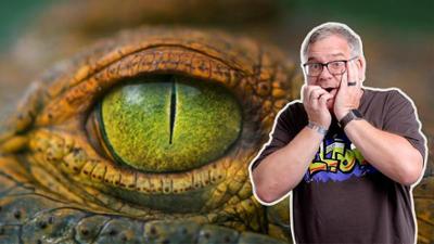 1, 2 oder 3: Coole Krokodile