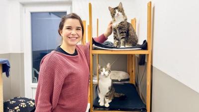 Anna, Nina, Pia und die Haustiere: Katzen verstehen