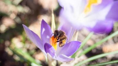 Anna, Pia und das wilde Wissen: H wie Honigbiene