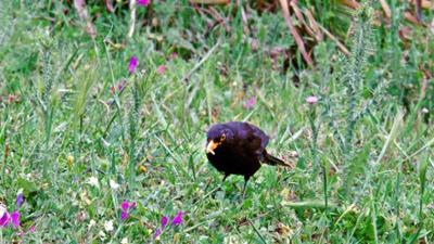 Anna, Pia und das wilde Wissen: A wie Amsel