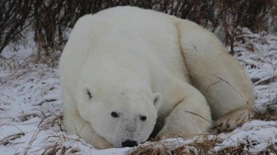 Anna, Pia und das wilde Wissen: E wie Eisbär