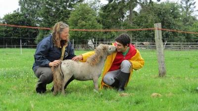Checker Reportagen: Der Pferde-Check