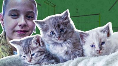 Das Tierschutzteam: 3. Projekt Kitty