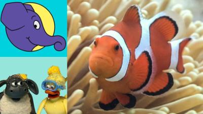 Die Sendung mit dem Elefanten: Wo sich Clownfische am liebsten verstecken