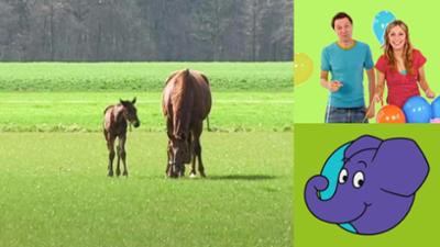 Die Sendung mit dem Elefanten: Ein Fohlen kommt auf die Welt