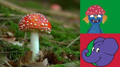 Die Sendung mit dem Elefanten: Schätze aus dem Wald