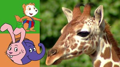Die Sendung mit dem Elefanten: Wie schlafen Giraffen?
