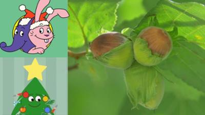 Die Sendung mit dem Elefanten: Wie wachsen Haselnüsse?