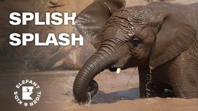 Elefant, Tiger & Kids: 17. Elefanten-Dusche!