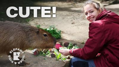 Elefant, Tiger & Kids: 10. Chillen mit den Capybaras