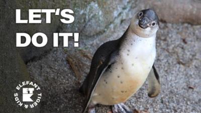 Elefant, Tiger & Kids: 12. Chips für Pinguine