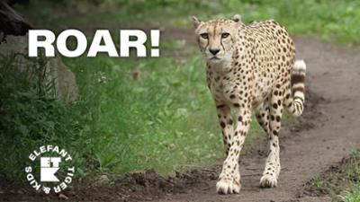 Elefant, Tiger & Kids: 8. Gepard trifft Pantomime