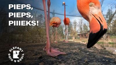 Elefant, Tiger & Kids: 5. Tierarzt im Flamingo-Haus