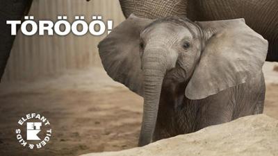 Elefant, Tiger & Kids: 2. Was fressen Elefanten?