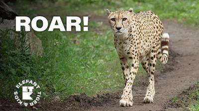 Elefant, Tiger & Kids: 8. Gepard trifft Pantomime