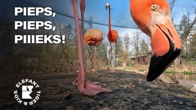 Elefant, Tiger & Kids: 5. Tierarzt im Flamingo-Haus