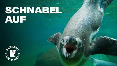 Elefant, Tiger & Kids: Folge 42: Gib dem Vogel Fisch!! (S04/E02)