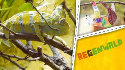 ENE MENE BU: Chamäleon und Faultier - Wir gestalten Tiere im Regenwald