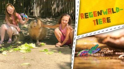 ENE MENE BU: Capybaras, Krodokile und Affen - Tiere aus dem Regenwald