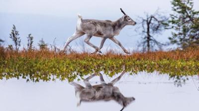 Filme: Ailos Reise - Jeder Tag ein neues Abenteuer!