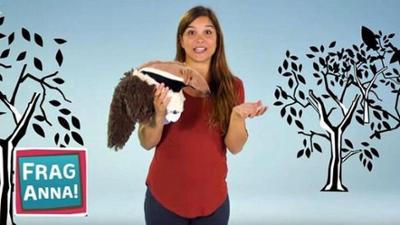 Frag Anna: Zebra, Brillenkaiman, Storch