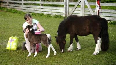 HipHorses - Du und dein Pferd: 5. Aileen und die Minipferde Nellie, Donna &.Co