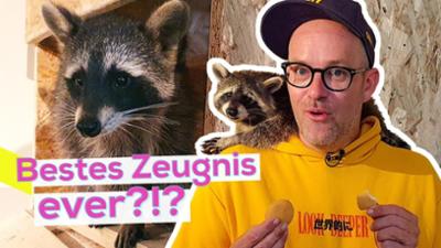 KiKA LIVE: Ben im Praktikum: Waschbär-Pfleger