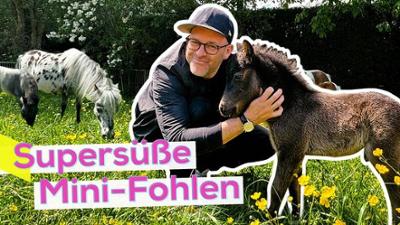 KiKA LIVE: Ben im Praktikum: Fohlensitter