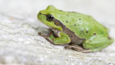 Löwenzähnchen: Keks und der Tümpelspringer