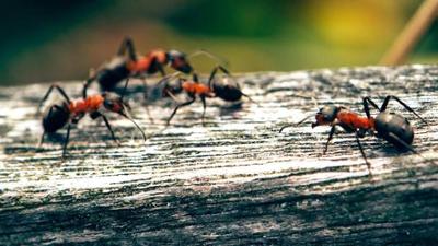 Löwenzähnchen: Keks und das große Kribbeln