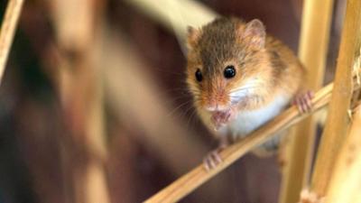 Löwenzähnchen: Keks und das kugelrunde Kugelnest