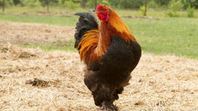 Löwenzähnchen: Keks auf Kükensuche