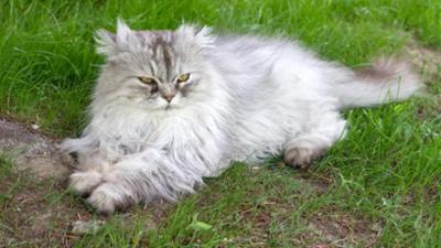 Löwenzähnchen: Keks und der verschwundene Ball