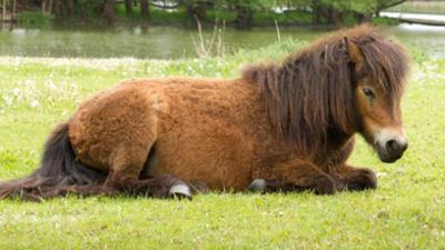 Löwenzähnchen: Keks und die sonderbaren Äpfel