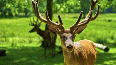 Löwenzähnchen: Keks und der Chef des Waldes