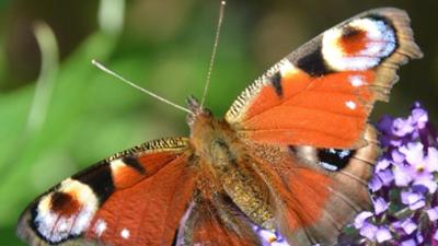 Löwenzähnchen: Keks und das bunte Flattern