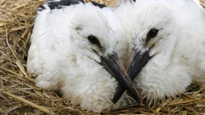 Löwenzähnchen: Keks träumt vom Fliegen