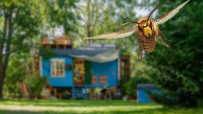 Löwenzahn: Hornissen - Schwarmalarm in Bärstadt