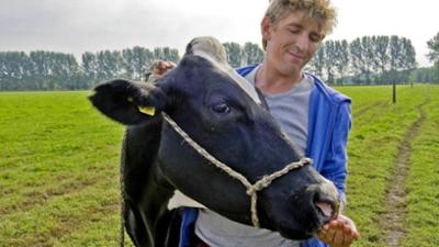 Löwenzahn: Kuh - Erste Hilfe für die Milch
