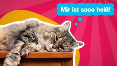 logo!: vom Mittwoch, 12. August 2026