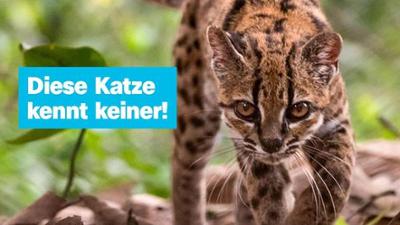 logo!: vom Samstag, 19. September 2026