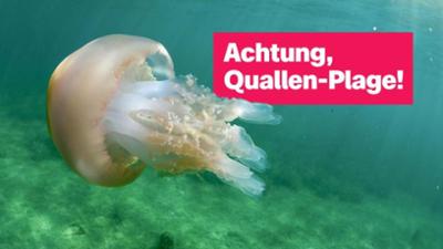 logo!: vom Donnerstag, 30. April 2026