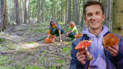 PUR+: Die Macht der Pilze