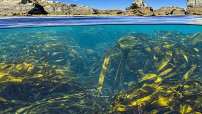 PUR+: Alleskönner Algen