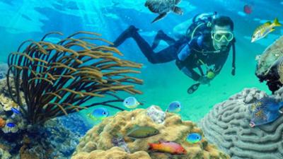 PUR+: Korallen retten - jetzt!